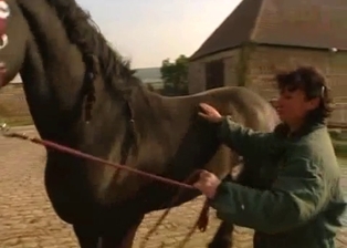 Two trained horses fuck in doggy style