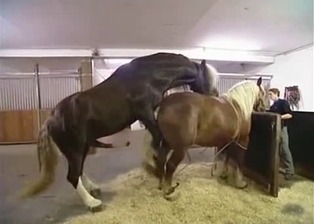 Great-looking animals in the awesome bestiality XXX