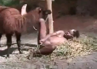 Ebony and farm animal in bestiality action