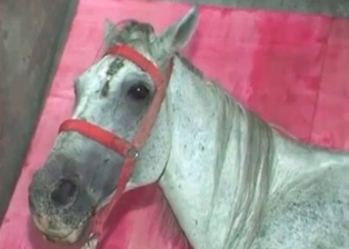 Stallion cums in her lil cunt