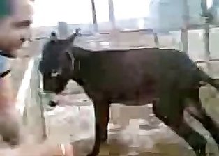 Dog zoofilia tube